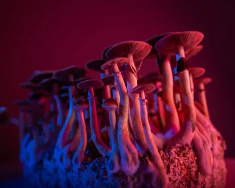 Regarding Substances by Justin Smith-Ruiu: An Intellectual Journey into Psychedelics
